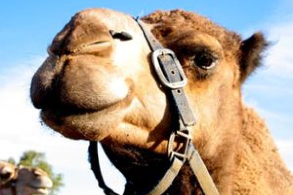 Houston woman hospitalised after "unexpected" nativity camel-kick incident