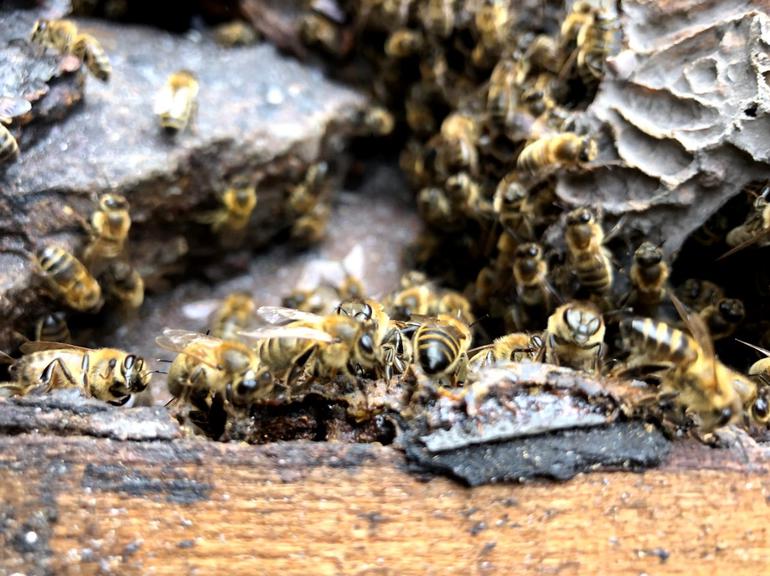 Tree Bee Society