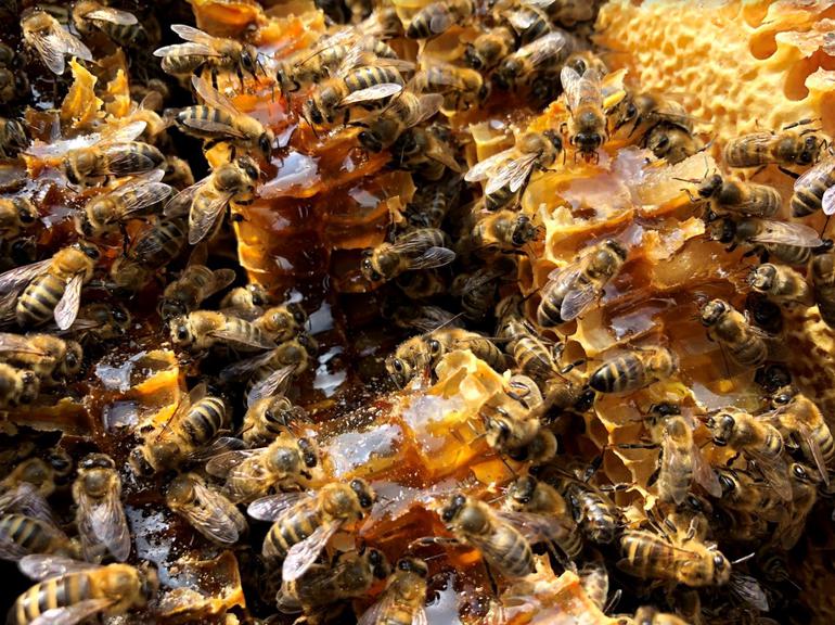 Tree Bee Society