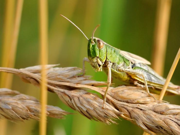 desert-locust-pixababy.jpg
