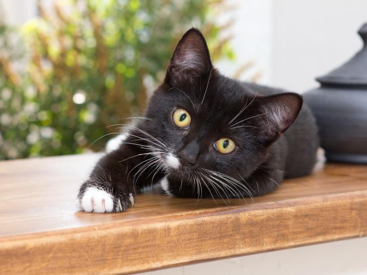cats - pixabay.jpg