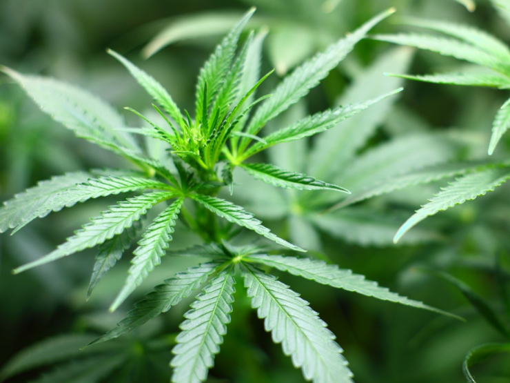 Cannabis thumb.PNG