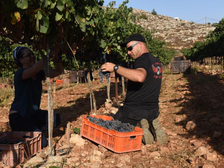 Israeli settlers harvesting in west bank.jpg