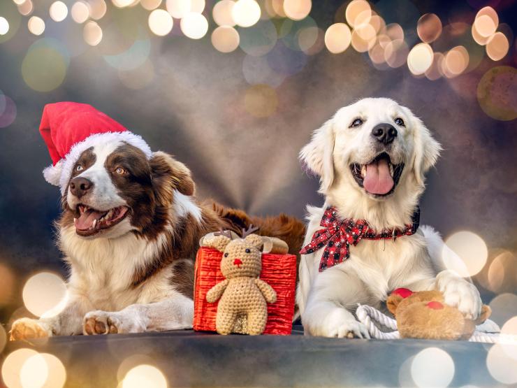 Festive dogs pic.jpg