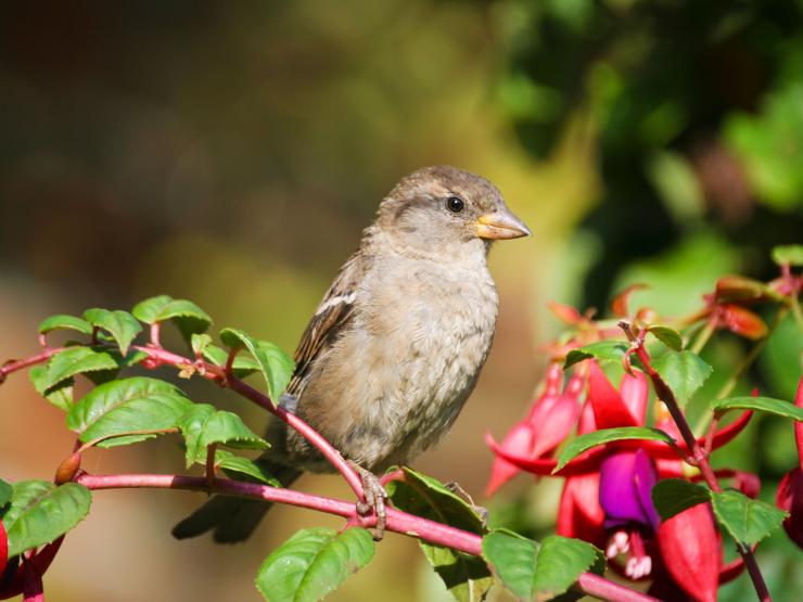 Birds pic (2).jpg