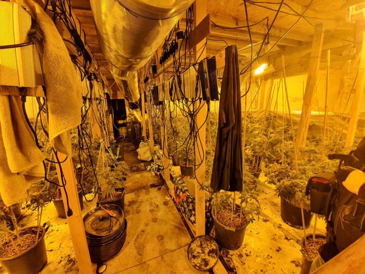 cannabis plants in church Chief Inspector Mark Smith Twitter.jpg