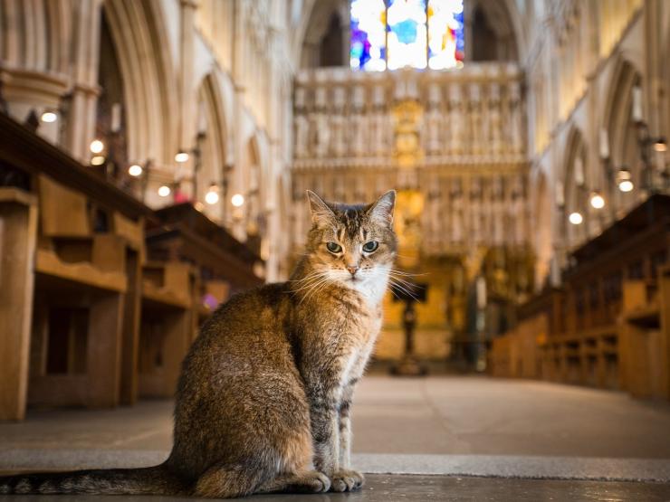 doorkins cat southwark cathedral Doorkins (C) Bridget Davey - From Jon on October 1st, 2020.jpg