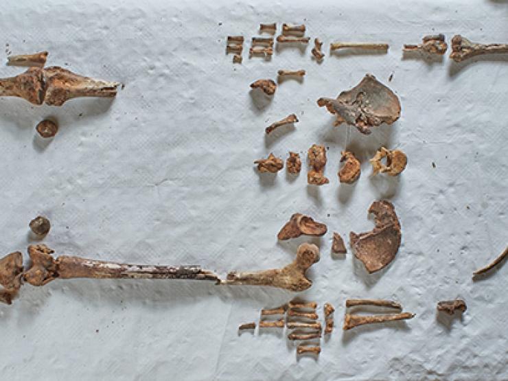 Folkestone Saint remains.jpg