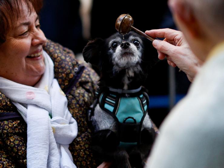 MADRID DOGS HOLY WATER.JPG