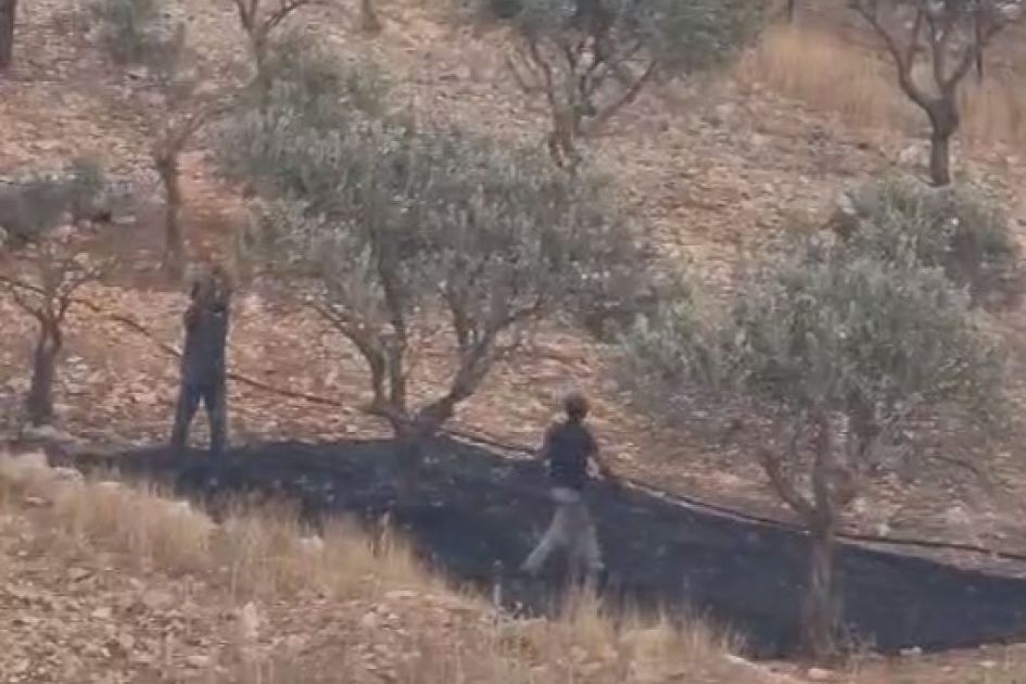 Priest in Taybeh appeals for prayer after olive groves vandalised