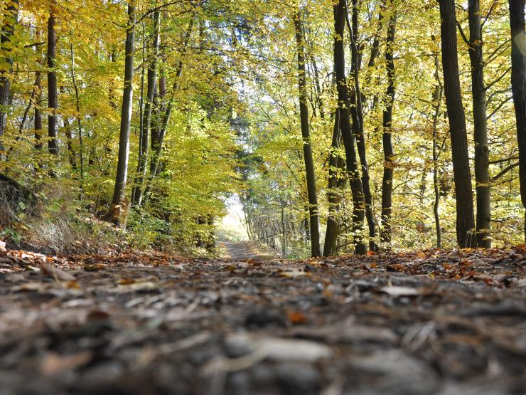 forrest wood pixabay.jpg