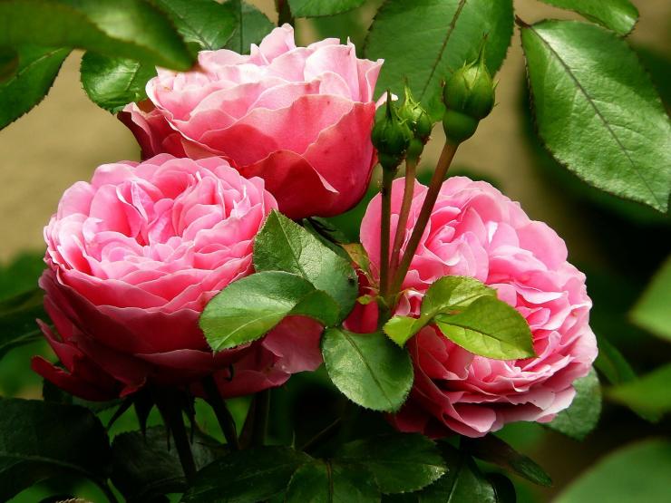 Flowers.jpg