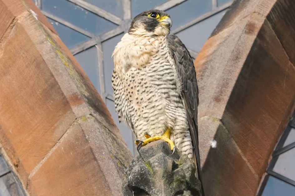 Cathedral mourns death of loved resident falcon