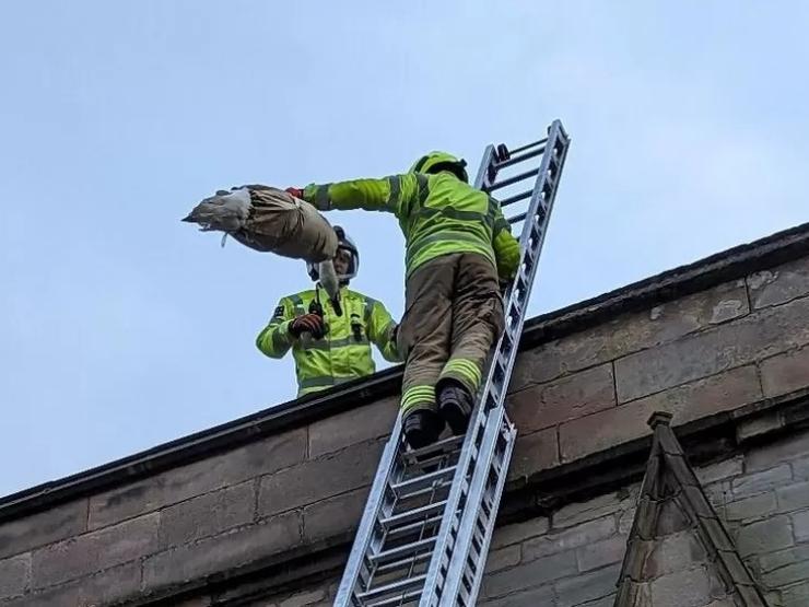 swan roof.jpg