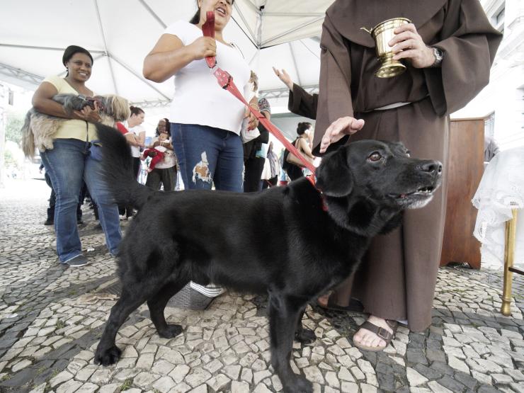 2024-10-04T000000Z_2114704136_MT1NURPHO0007QF5H3_RTRMADP_3_SAINT-FRANCIS-ANIMALS.JPG