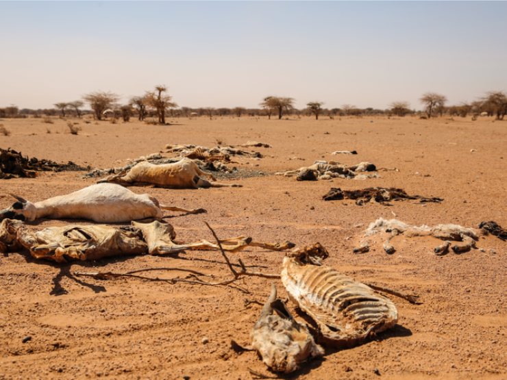 Somalia-famine-2_galleryfull.png