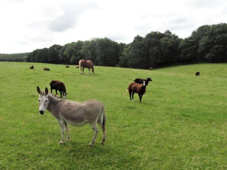 Donkey.jpg
