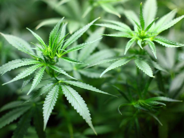 Cannabis.jpg