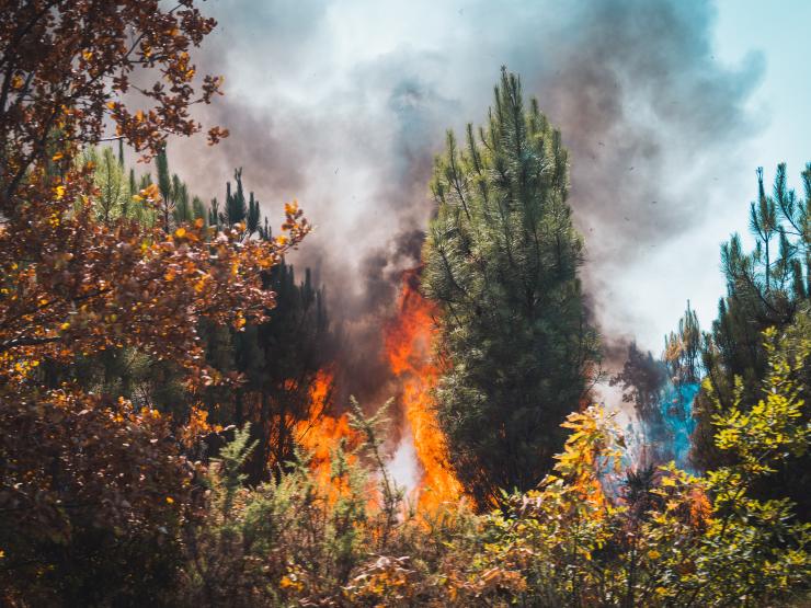 France wildfires.JPG