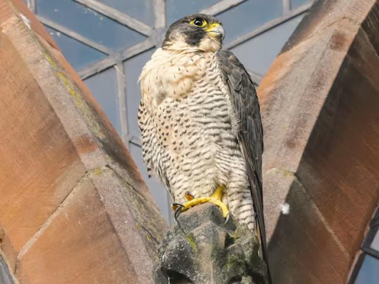 The falcon often seen at Carlisle Cathedral which died in 2026