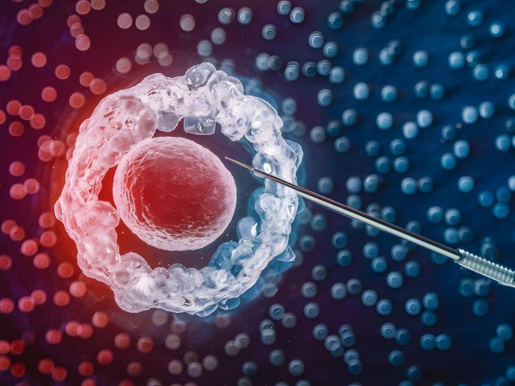 egg fertilisation ivf