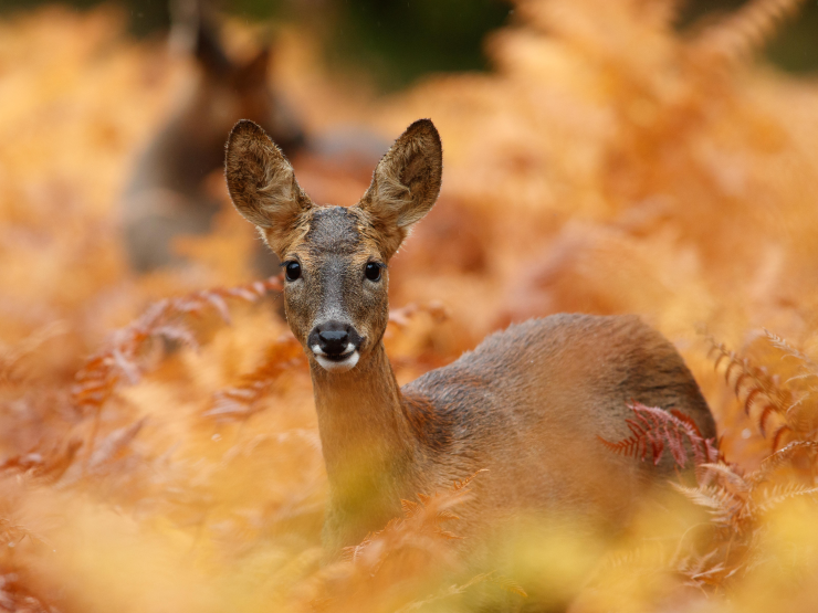 Deer southampton