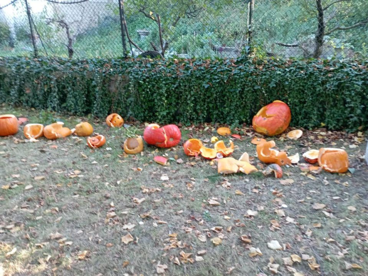pumpkins 2.png