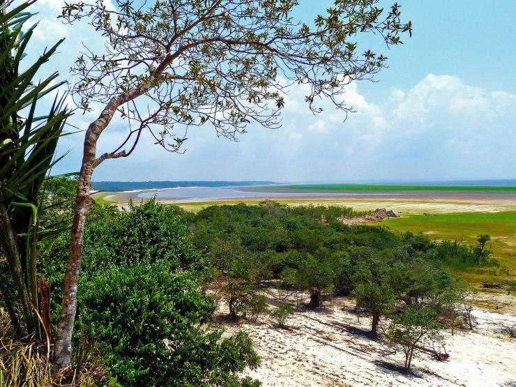 Amazon rainforest deforestation.jpg