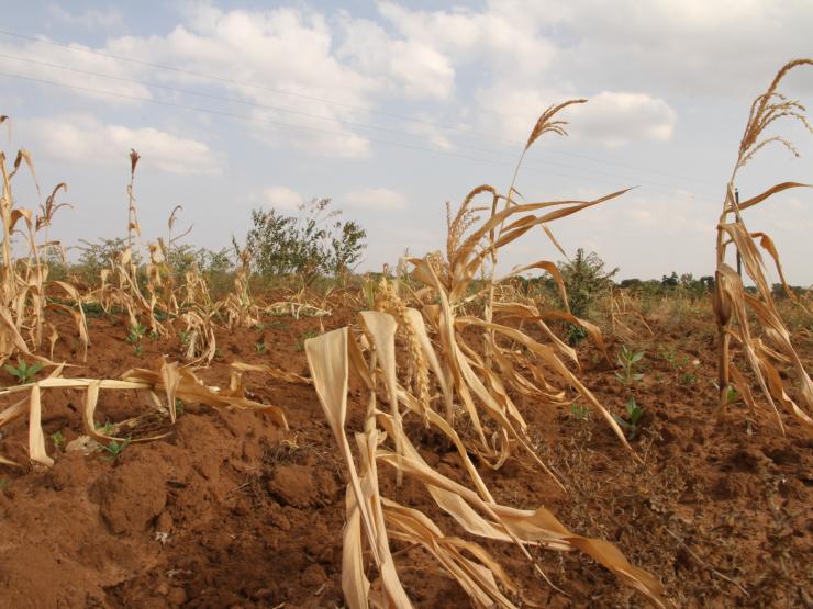 Zambia drought Photo - Laurie MacGregor - ACT.jpg