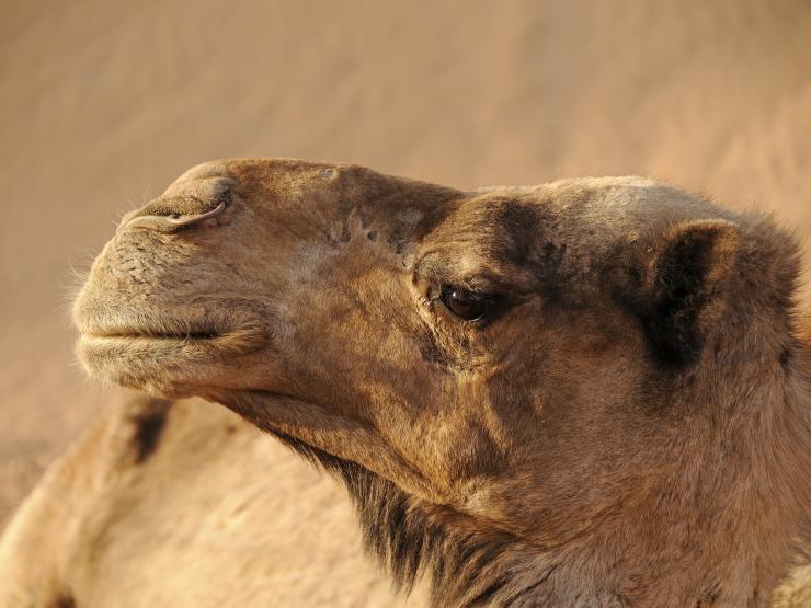 CAMEL.jpg