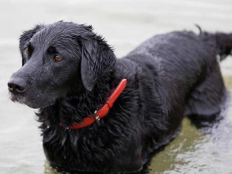 Labrador.jpg